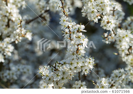 Blackthorn Blossom 61071566