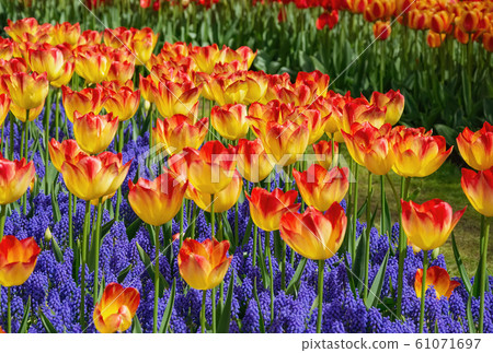Red and Yellow Tulips Red and Yellow Tulips 61071697
