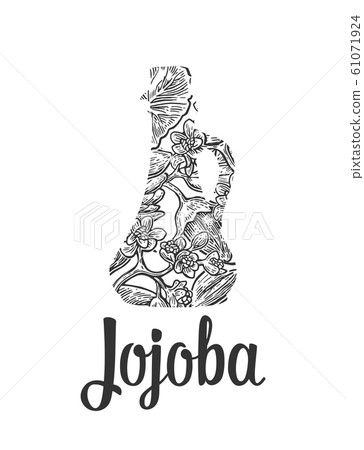 Jojoba fruit with glass jar. Hand drawn vector 61071924