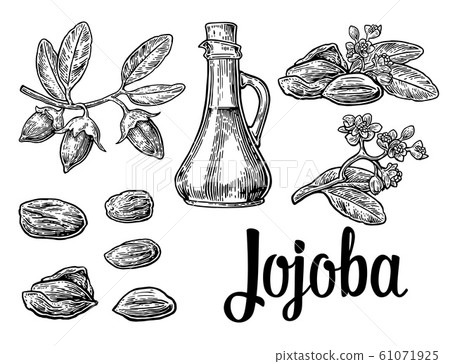 Jojoba fruit with glass jar. Hand drawn vector 61071925