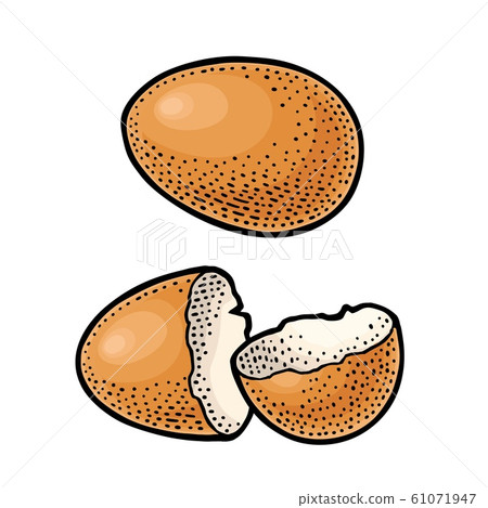 Broken brown egg shell. Vintage color engraving 61071947