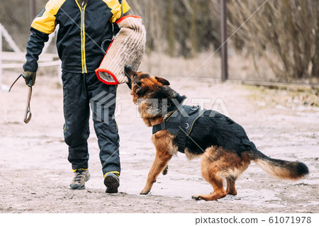 German Shepherd Dog training. Biting dog. 61071978