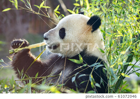 Panda in Copenhagen Zoo Panda in Copenhagen Zoo 61072046