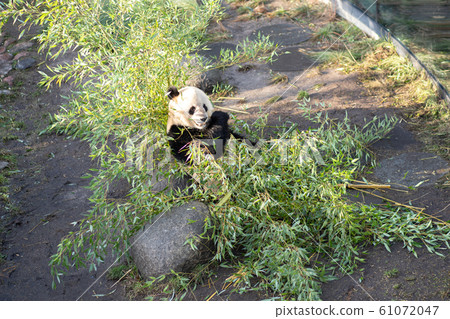 Panda in Copenhagen Zoo Panda in Copenhagen Zoo 61072047