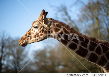 Giraffes in Copenhagen Zoo Giraffes in Copenhagen Zoo 61072051