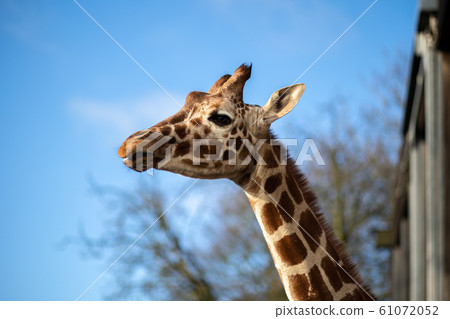 Giraffes in Copenhagen Zoo 61072052