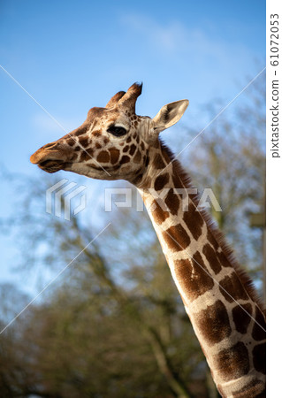 Giraffes in Copenhagen Zoo Giraffes in Copenhagen Zoo 61072053