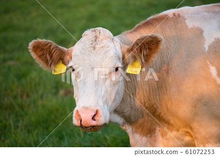 Brown and white dairy cow in pasture, Czech 61072253