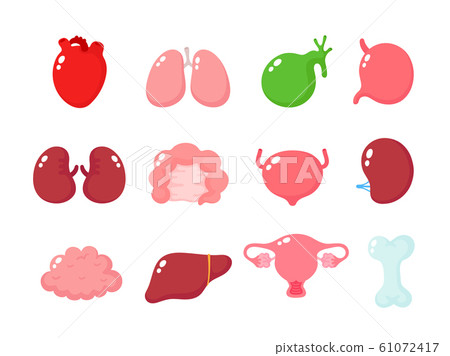 Cute human healthy organs set Cute human healthy organs set 61072417