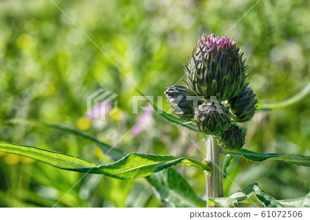 An image of a wild Scottish Thistle in green grass 61072506