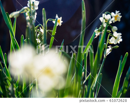 Narcissus Narcissus 61072628