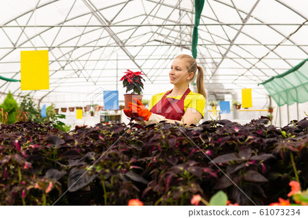 woman florist in a greenhouse with houseplants 61073234