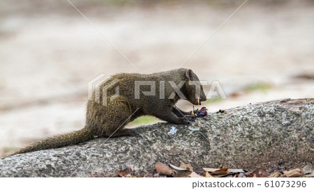 common dwarf mongoose in Kruger National park common dwarf mongoose in Kruger National park 61073296