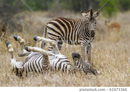 Plains zebra in Kruger National park 61073368
