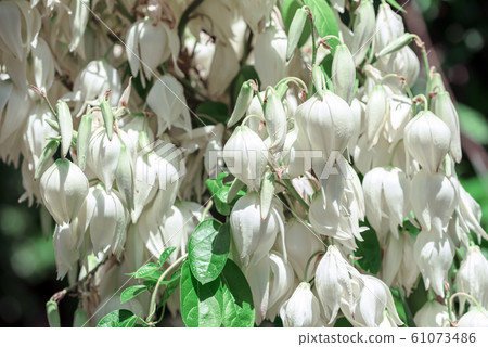 Palm lily Yucca gloriosa. Flowers of a palm lily Yucca gloriosa 61073486