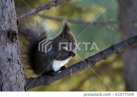 Ezorisu 61073509