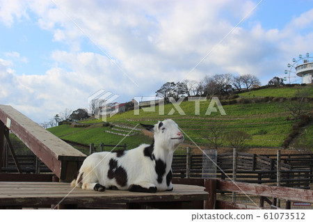 在牧場的一隻山羊 61073512