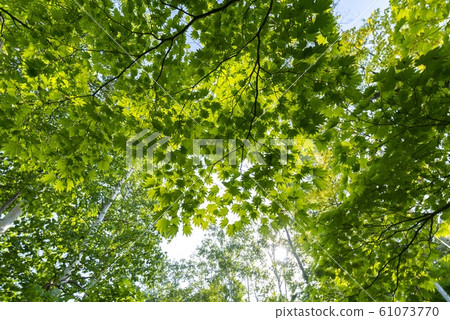 Beautiful fresh green forest 61073770