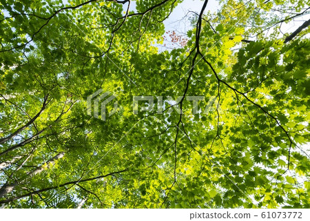 Beautiful fresh green forest 61073772