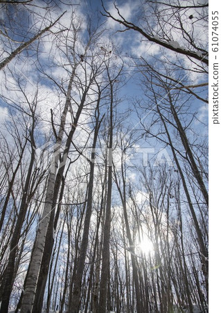 In the cold winter forest In the cold winter forest 61074055