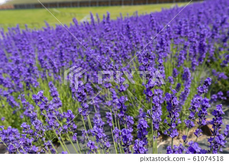 Beautiful lavender fields in Hokkaido Beautiful lavender fields in Hokkaido 61074518