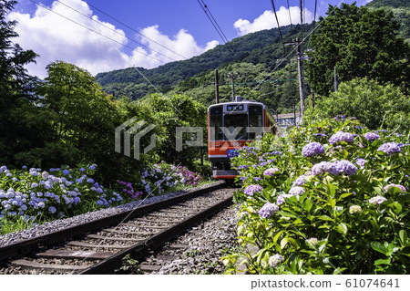 (Kanagawa Prefecture) Hakone Tozan Railway Ajisai Train 61074641