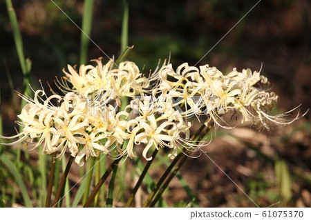 白集群孤挺花，明日香集群孤挺花節[奈良明日香村] 61075370