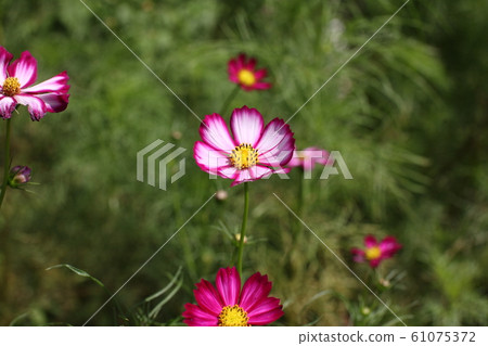 Cosmos Abeno Bunshuin [奈良縣櫻井市] 61075372