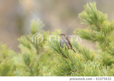 Kayak _9964 Kayak _9964 61075610