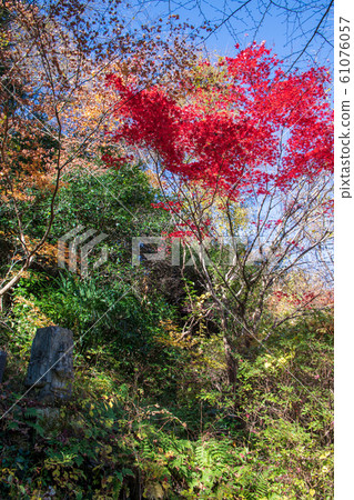 Lake Mase Lakeside autumn leaves Kodama, Honjo City Lake Mase Lakeside autumn leaves Kodama, Honjo City 61076057