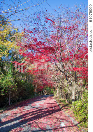 Lake Mase Lakeside autumn leaves Kodama, Honjo City Lake Mase Lakeside autumn leaves Kodama, Honjo City 61076060