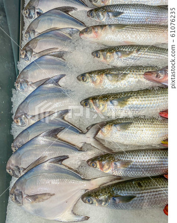 White pomfret or Silver pomfret in the ice tray at market White pomfret or Silver pomfret in the ice tray at market 61076235