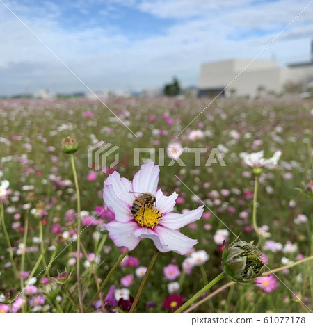 秋天的宇宙 秋天的宇宙 61077178
