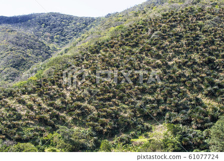 ami美大島山 ami美大島山 61077724