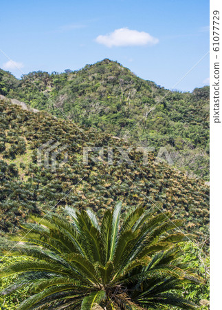 Amami Oshima Mt. 61077729