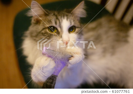 furminator closeup view furminator closeup view 61077761
