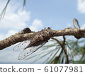 Harumi on the branch 61077981