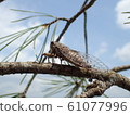 Harumi on the branch 61077996