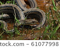 Rice paddy in rice field 61077998