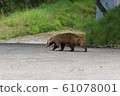 Badger walking 61078001