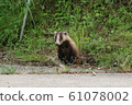 Badger Standing Up 61078002