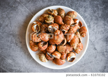 Babylonia areolata shellfish seafood on white Babylonia areolata shellfish seafood on white 61078102