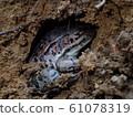 Daruma frog wintering 61078319