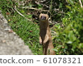 Standing Korean weasel 61078321
