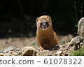Korean face weasel in front 61078322
