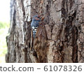 Tree lice 61078326