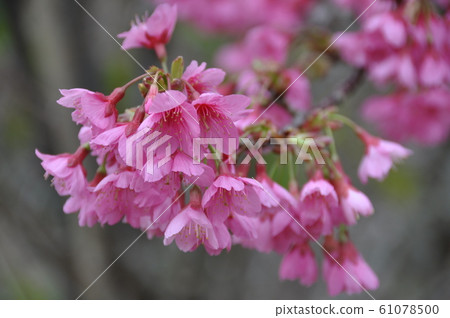 KANHIZAKURA KANHIZAKURA 61078500