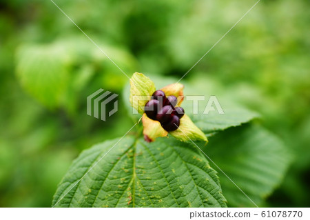 花 花 61078770