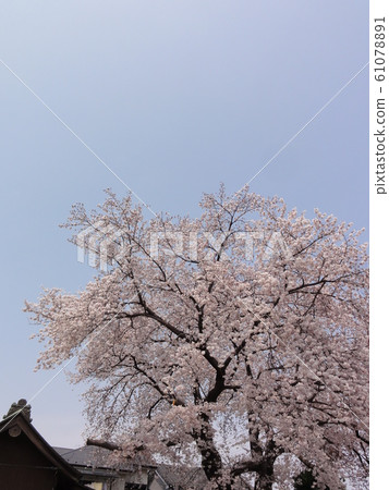 Cherry Blossoms	 Cherry Blossoms	 61078891