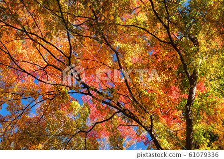 Shine of Maple 61079336